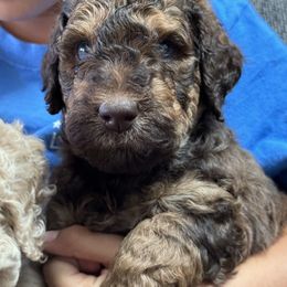 Goldendoodle Puppies from K&R Doodles