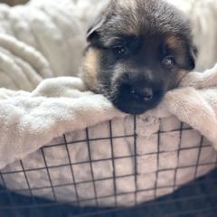 Boy 2 - German Shepherd puppy in Snohomish County, Washington from Vom Haus Rae