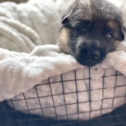 Boy 2 - German Shepherd puppy in Snohomish County, Washington from Vom Haus Rae