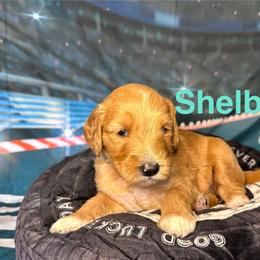 Shelby - Red  female Goldendoodle puppy in Chelan, Washington from North Cascades Doodles