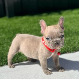 Jax - Blue fawn male French Bulldog puppy in Miami, Florida from Haus of Pawz