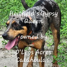 Gypsy - Catahoula Leopard Dog