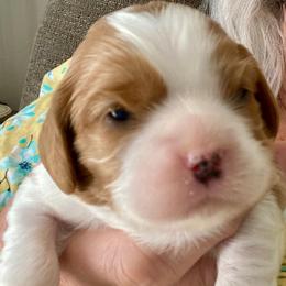 Gina - Blenheim female Cavalier King Charles Spaniel puppy in Toledo, Ohio from Hopewell Cavaliers
