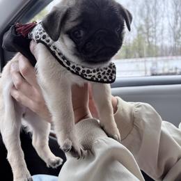 Honey Bun - Fawn female Pug puppy in Randleman, North Carolina from Peachy Pugs