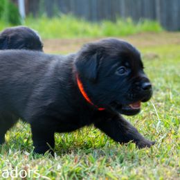 Labrador Retriever Puppies from Puzzles Labradors