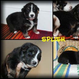 SPLISH - Australian Shepherd puppy from C'est Bon Aussies Australian Shepherds