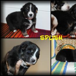 SPLISH - Australian Shepherd puppy from C'est Bon Aussies Australian Shepherds