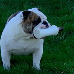 Bulldogs from Beautibully Bulldogs