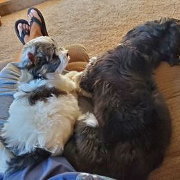 Bouvier des Flandres and Havanese Puppies from Beulah Bouviers and Havanese