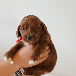 Tex - Red collar boy - Red  male Goldendoodle puppy in Ruthorfordton, North Carolina from Duncan Doodles Goldendoodles