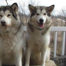 Alaskan Malamutes from Powderhound Alaskan Malamutes