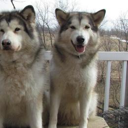 Alaskan Malamutes from Powderhound Alaskan Malamutes