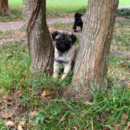 Rogue - Pug puppy from Freedom Meadow Farm