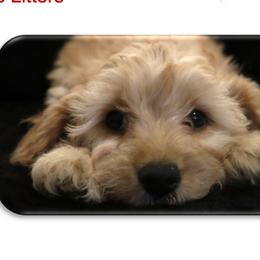 Cavalier King Charles Spaniels, Cavapoochons, and Goldendoodles from Timshell Farm Specialty Crossbreed Puppies