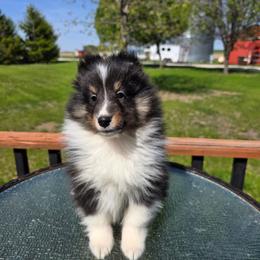 Tri Boy - Black white and tan male Shetland Sheepdog puppy in Lenox, Iowa from Crossroad shelties