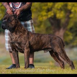 Ranger - Cane Corso