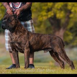 Ranger - Cane Corso