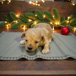 Puppy 6 - Apricot male Maltipoo puppy in St. George, Utah from Winchester Hills Poodles and Doodles