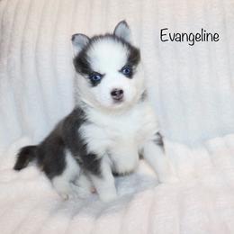 Girl 1 - Blue female Pomsky puppy in Denham Springs, Louisiana from Bayouland Pomskies