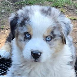 Harley - Blue merle male Miniature Australian Shepherd puppy in Crestline, California from Haugen's Minis
