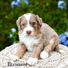 Blossom - Chocolate merle female Bernedoodle puppy in Tucson, Arizona from Sun Valley Goldendoodles