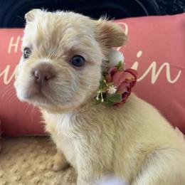 Light Purple Bow - Cream female French Bulldog puppy in Hodges, South Carolina from Southern Standard Bulldogs