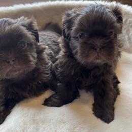 Maxwell - Liver male Shih Tzu puppy in Fairland, Indiana from Divine Shih Tzu of Fairland