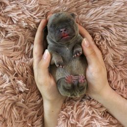 French Bulldog Puppies from The three little frenchies