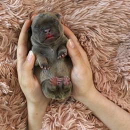 French Bulldog Puppies from The three little frenchies