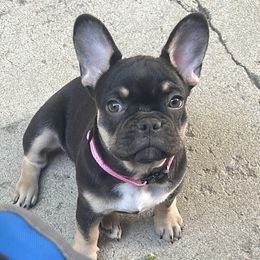 French Bulldogs from Mata’s puppies