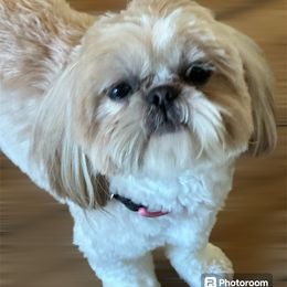 Evee - Shih Tzu