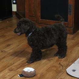 Poodle Puppies from RK'S Pets