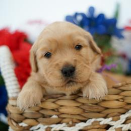 Ms Purple - Golden female Golden Retriever puppy in Las Vegas, Nevada from Geaux Dog
