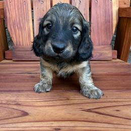 Boy 2 - Red male Dachshund puppy in Santa Rosa, California from Signature Mini Dachshunds