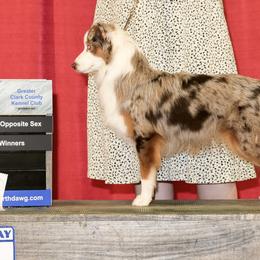 Luffy - Miniature American Shepherd