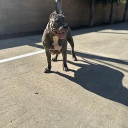 American Bully Puppies from M&M XL Bully Kennel