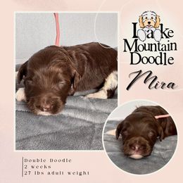 Mira - Chocolate female Double Doodle puppy in Eagle Mountain, Utah from Lake Mountain Doodle