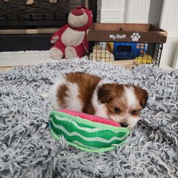 Charming - Red male Havanese puppy in Alabama from Havanese Cuban Cuties