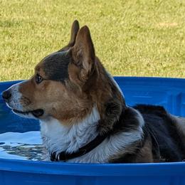 Leo - Pembroke Welsh Corgi