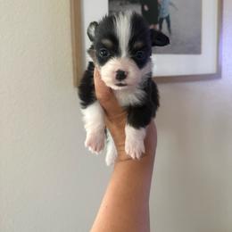 Waylon - Black and tan male Pembroke Welsh Corgi puppy in Red Bluff, California from Wilder Ranch Corgis