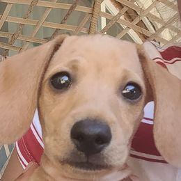 Dachshunds from Sweetheart Ridge Dachshunds