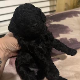 Girl 2 - Black female Poodle puppy in Lees Summit, Missouri from Divine K9s LLC