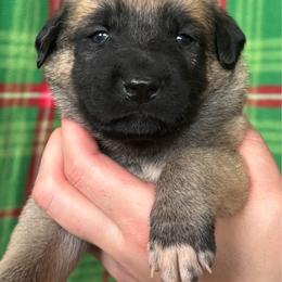 Meses - Fawn female Anatolian Shepherd Dog puppy in Rapid River, Michigan from Echolight Australian Shepherds