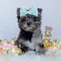 Korean Merle Yarrow - Merle male Morkie puppy in Barren Springs, Virginia from Seeking Shalom Acres Maltese, Maltipoos & Havamalts