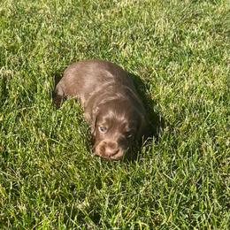 Hershey - Chocolate male Dachshund puppy in Shelley, Idaho from Journey’s End Dachshunds