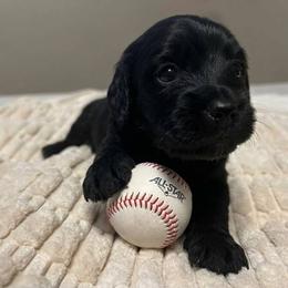 Simba - Black and cream male Dachshund puppy in Sheridan, Arkansas from Farmhouse Dachshunds