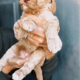 Noelle - Apricot female Goldendoodle puppy in Lakeland, Florida from Rolling Oak Doodles