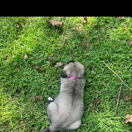Anatolian Shepherd Dog Puppies from Swan Falls Farm
