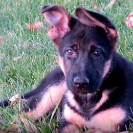 German Shepherd Puppies from Muddy Acres German Shepherds