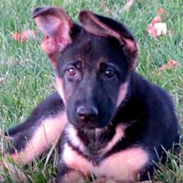 German Shepherd Puppies from Muddy Acres German Shepherds
